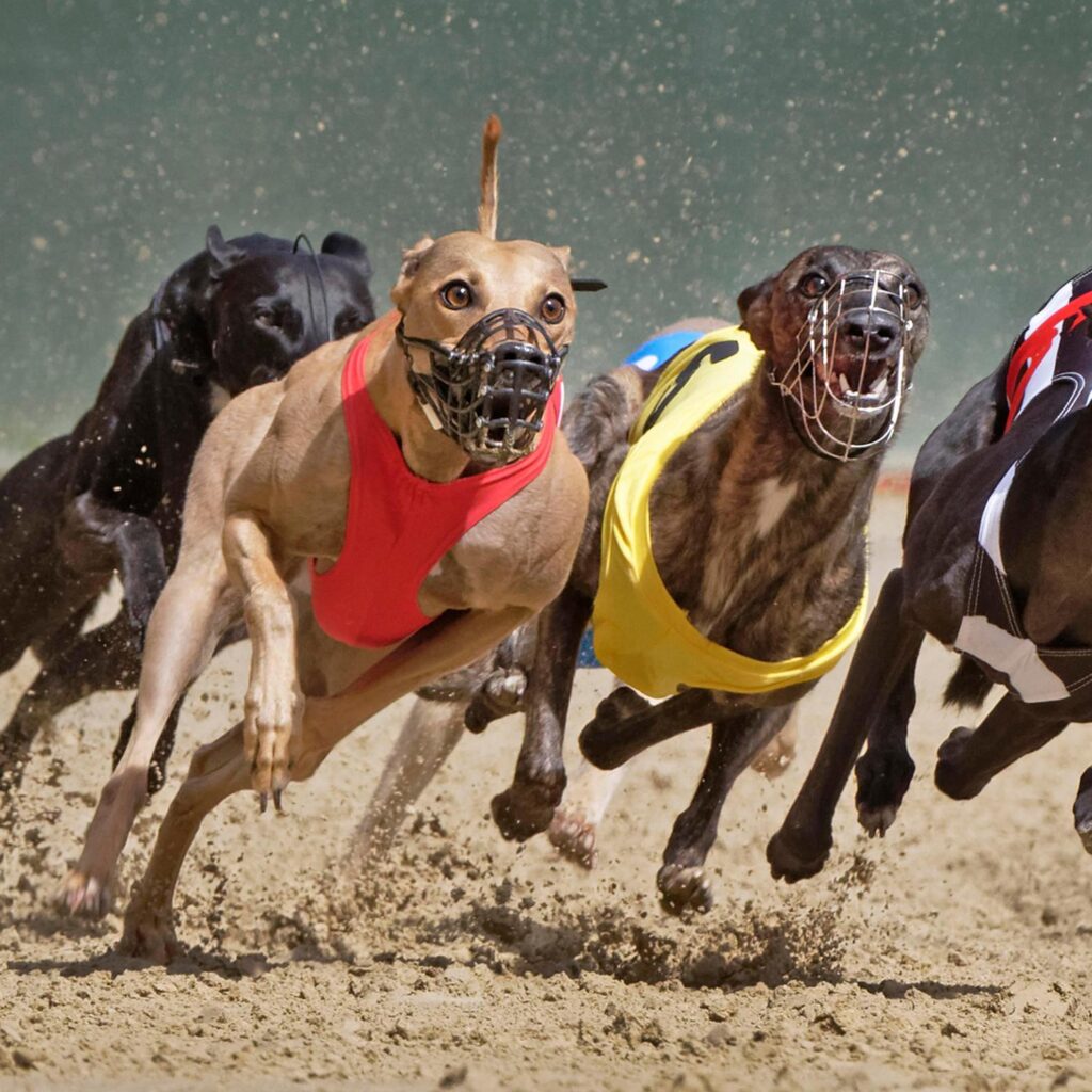 Greyhound Racing Ban Sought by Animal Welfare Groups in Scotland