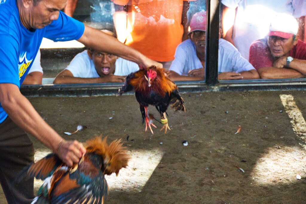 President Duterte Bans Online Cockfighting in the Philippines