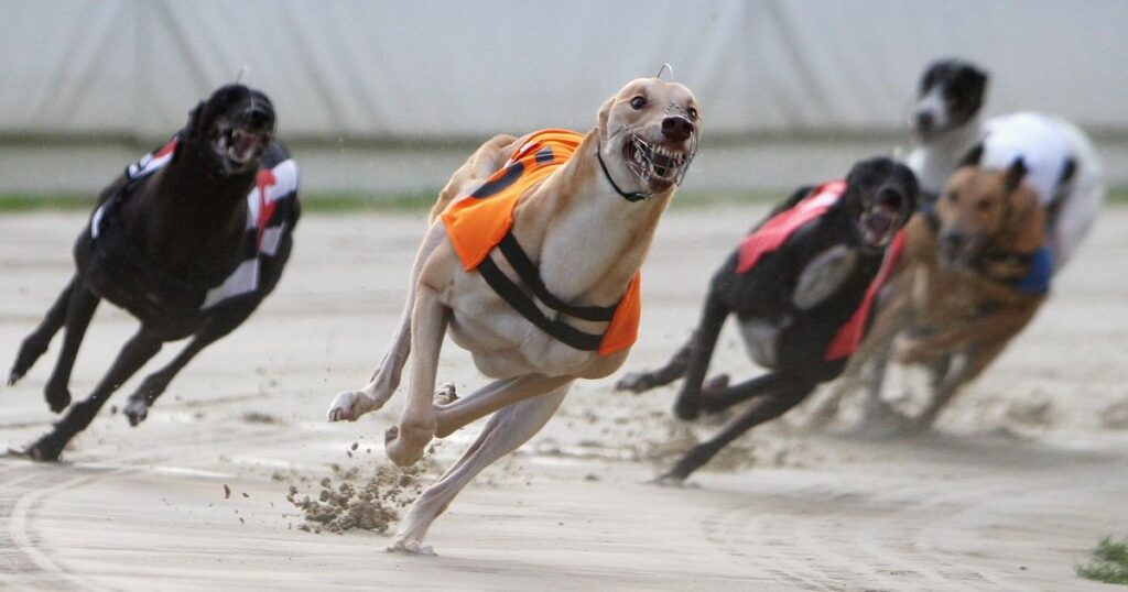 UK’s Greyhound Racing Could Get New Legs Through Entain Joint Venture