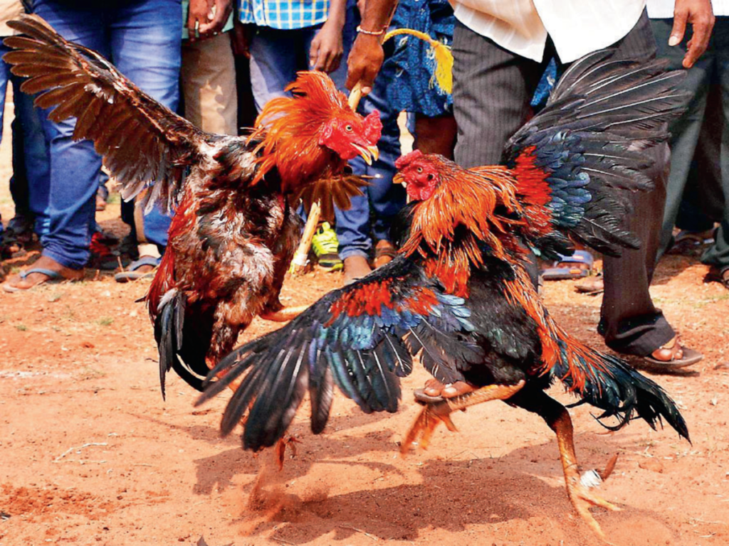 Illegal Cockfighting in Spain Could Land Three in Prison